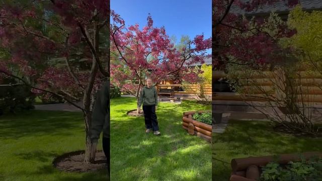 Яблоня декоративная ‘Rudolpf’ смотреть онлайн