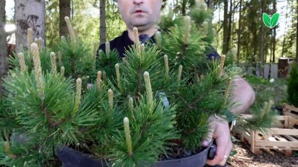Сосна горная (Pinus mugo) и Пумилио (Pinus mugo Pumilio) , Зеленый Сад