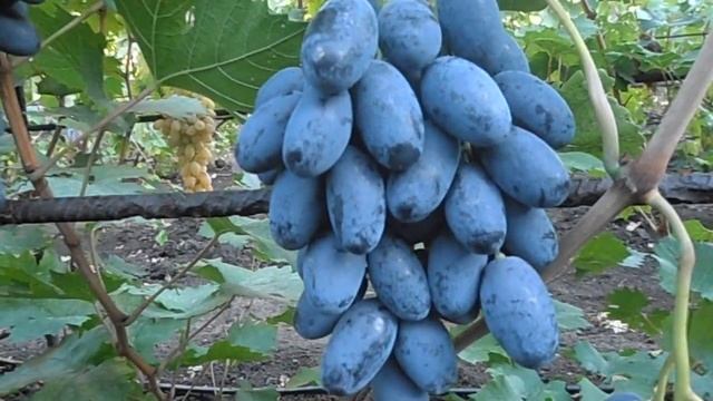 Виноград Сияна смотреть онлайн