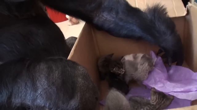 Говорящая горилла Коко_Что она сказала людям?_Еë видеопослание людям смотреть онлайн