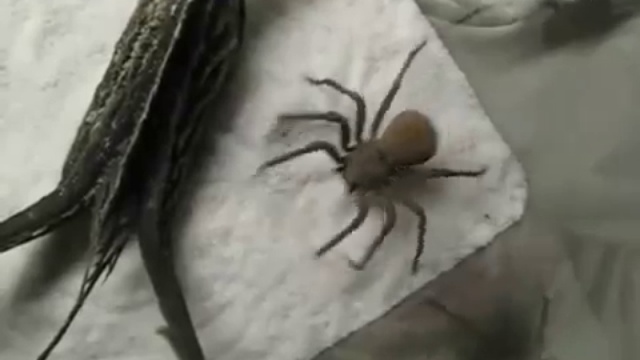 Мастер маскировки смотреть онлайн