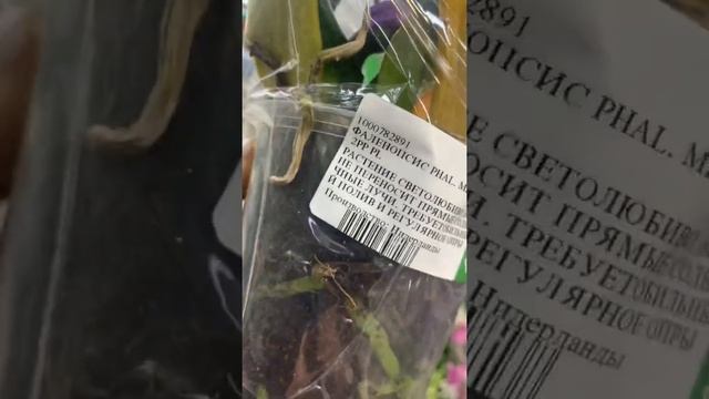 Твой Дом на Каширке Москва. Обзор орхидей смотреть онлайн