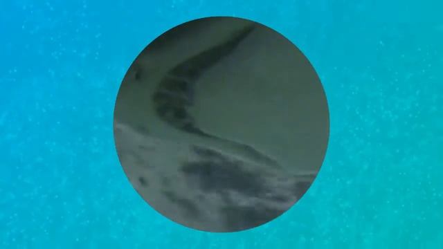 Океанариум в Барселоне видеозарисовка. смотреть онлайн