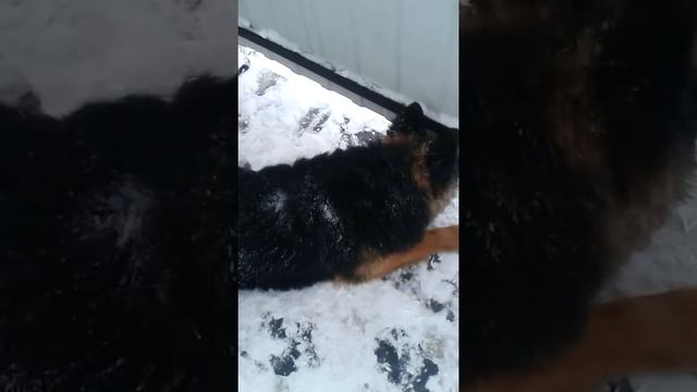 Хайс смотреть онлайн