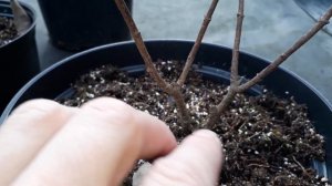 Обрезка годовалых и двухлетних саженцев гортензии Самарская Лидия!