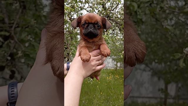 Рыжий мальчик пти брабансон - 2,5 мес, РКФ