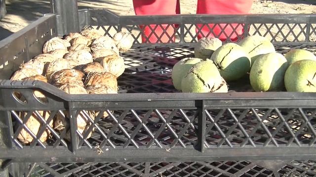 Осень▪︎Уборка участка▪︎Сбор грецких орехов и Зимней груши смотреть онлайн