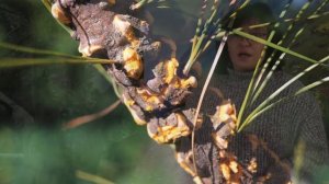 Сосна Веймутова от истории до агротехники.