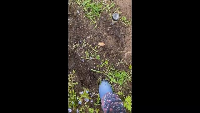 Актриса Елена Валюшкина показала свой огород смотреть онлайн