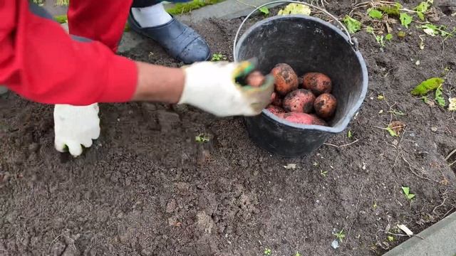 Выращивание картофеля в ведре. Ведро номер 2. смотреть онлайн