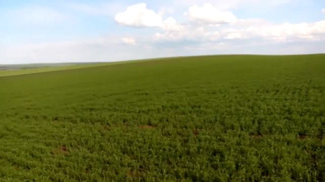 чечевица красная 22.05.19 смотреть онлайн