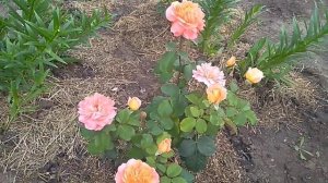 Цветение розы Рене Госинни.