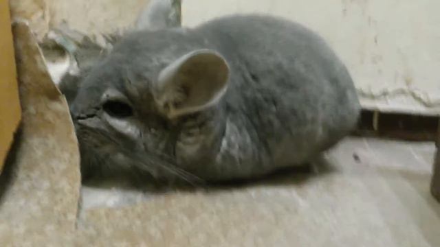 как купается шиншилла смотреть онлайн