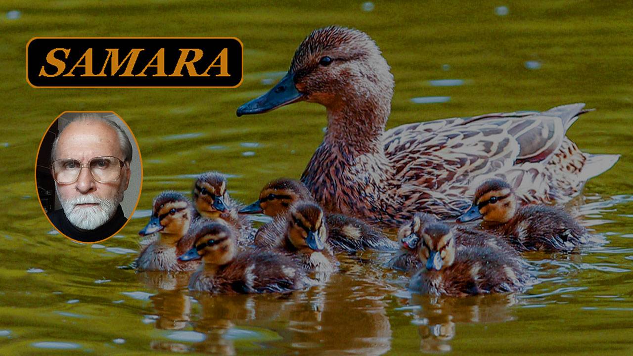 Самара. Ботанический сад. Июнь 2024. 27. & Samara. The Botanical Garden. June. смотреть онлайн