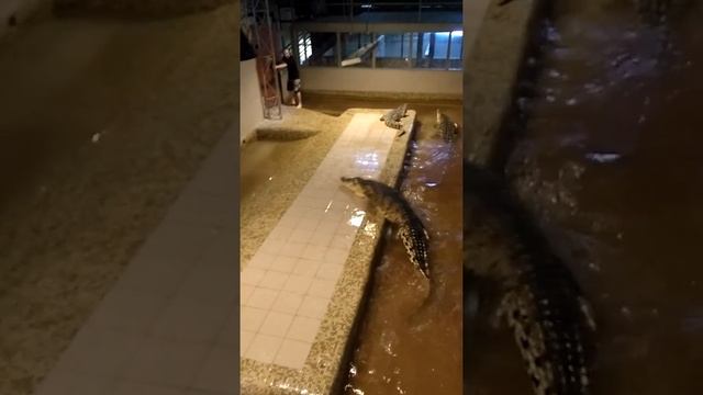 Нападение крока. Бегу от крокодила =D смотреть онлайн