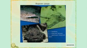 Водная среда обитания