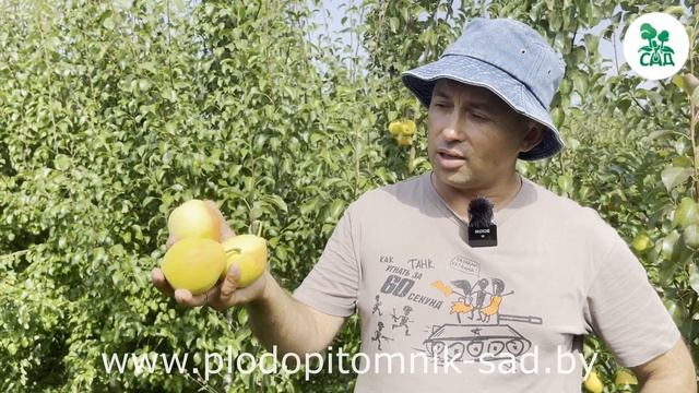 ГРУША ЛАДА. ВЫСОКОУРОЖАЙНЫЙ ЛЕТНИЙ СОРТ С ОТЛИЧНОЙ ЗИМОСТОЙКОСТЬЮ! смотреть онлайн