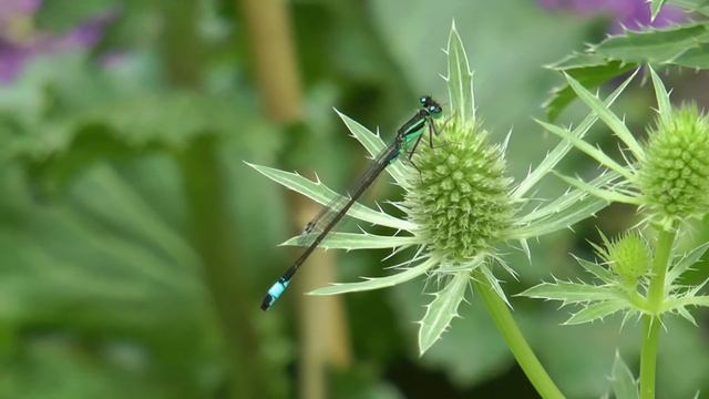 Eryngium - Rene van Gaalen смотреть онлайн