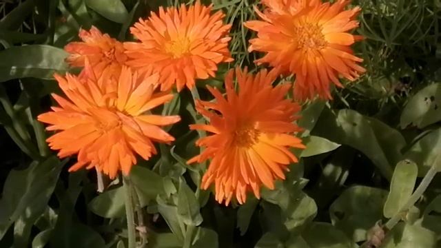 ЦВЕТОТЕРАПИЯ. Цвет ОРАНЖЕВЫЙ 2-я чакра. смотреть онлайн