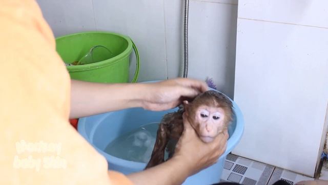 Bathing Baby Monkey Shin is Very Cute and Obedient To his Father | Animals Video смотреть онлайн