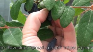 НИМФА сильнорослый сорт жимолости