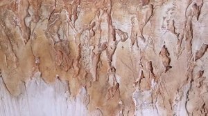 Декоративная штукатурка под дерево + кора дерева(Баку)