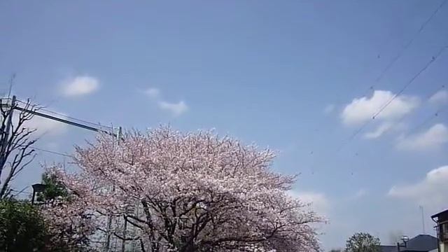 神田川桜並木　その2　Lumix FS6 動画