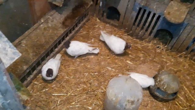 Иранские бойные голуби//Головатые//Зимнее голубята продолжаются смотреть онлайн