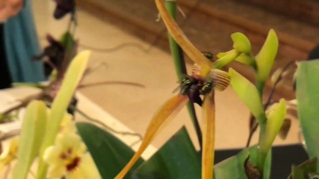Бульбофиллум Bulbophyllum Doggy Doo . Эти удивительные орхидеи и их опылители. Цветение орхидеи . смотреть онлайн
