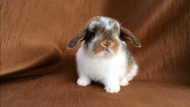 Декоративные кролики. Купить в питомнике. Выбор в Зайкиной усадьбе. Видео. смотреть онлайн