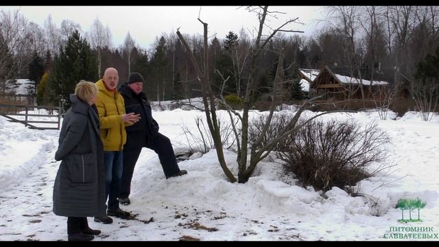 Обрезка и создание образа Яблони декоративной в многоствольной форме смотреть онлайн