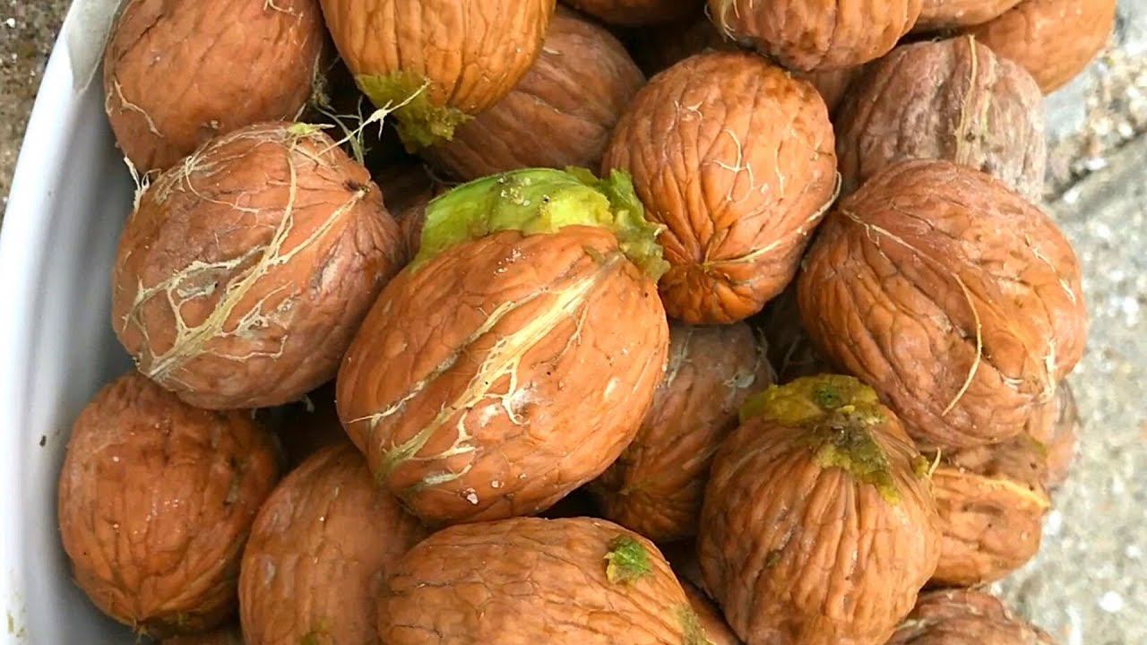 Грецкий орех | Интересные факты смотреть онлайн