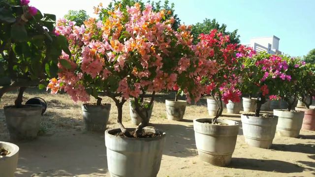 Bougainvillea - Blondi Variety! Beautiful Double Color Bracts! смотреть онлайн
