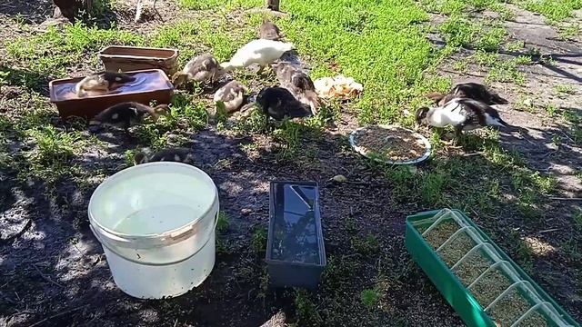 Выращиваем индоутят на траве. смотреть онлайн