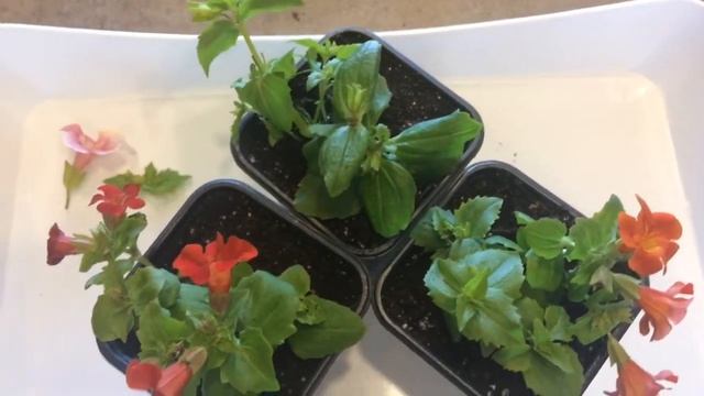 Мимулюс 07.04.18 Перевалка и прищипка рассады мимулюса