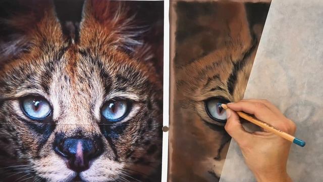 Pastel Pencil - Serval Cat Eye - Jason Morgan Wildlife Art