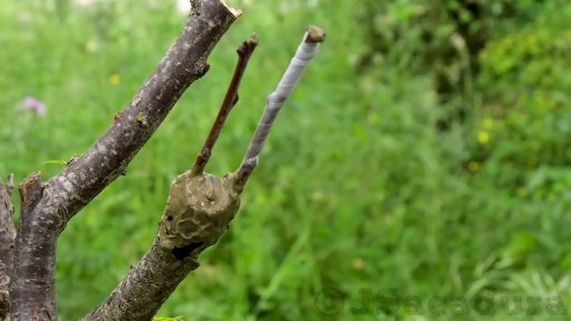 GRAFTING 8 FRUIT TREES – with RESULTS | Plum, Almond, Pear, Apple, Nectarine, Fig, Peach and Olive смотреть онлайн