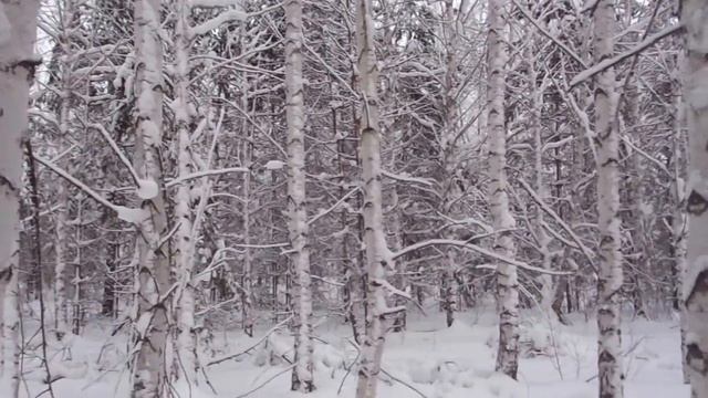 Берёзки зимой смотреть онлайн