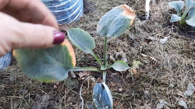 ХОСТЫ НА РАЗВОДОЧНОЙ ГРЯДКЕ В СЕНТЯБРЕ! смотреть онлайн