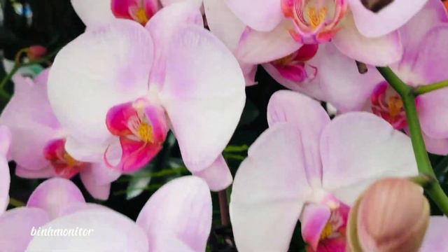 #001-Flower piano-Für Elise-Phalaenopsis Blume (1825)-Lan Hồ Điệp смотреть онлайн