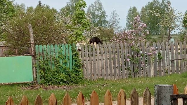 Железные нервы белого кота смотреть онлайн