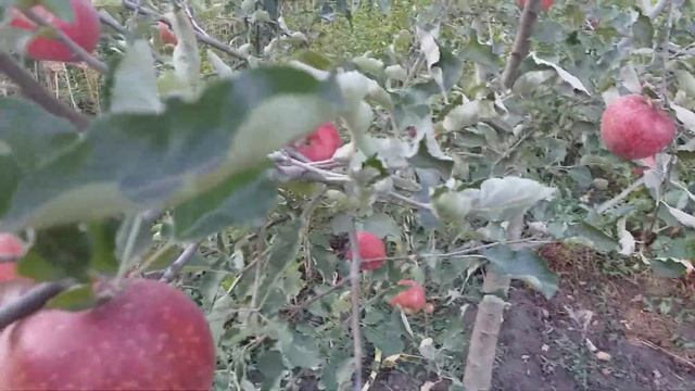 Яблоня сорт зимний Ред Джонапринц ( apple Red Jonaprince@Viltons) Черный Принц. Видеообзор. смотреть онлайн