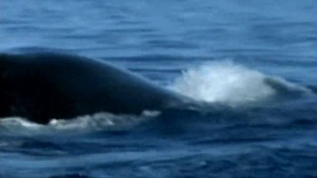 Киты. МОРСКАЯ САГА. Отдых с китами. Музыка для души. Музыка китов. Морская музыка. Киты в океане. смотреть онлайн