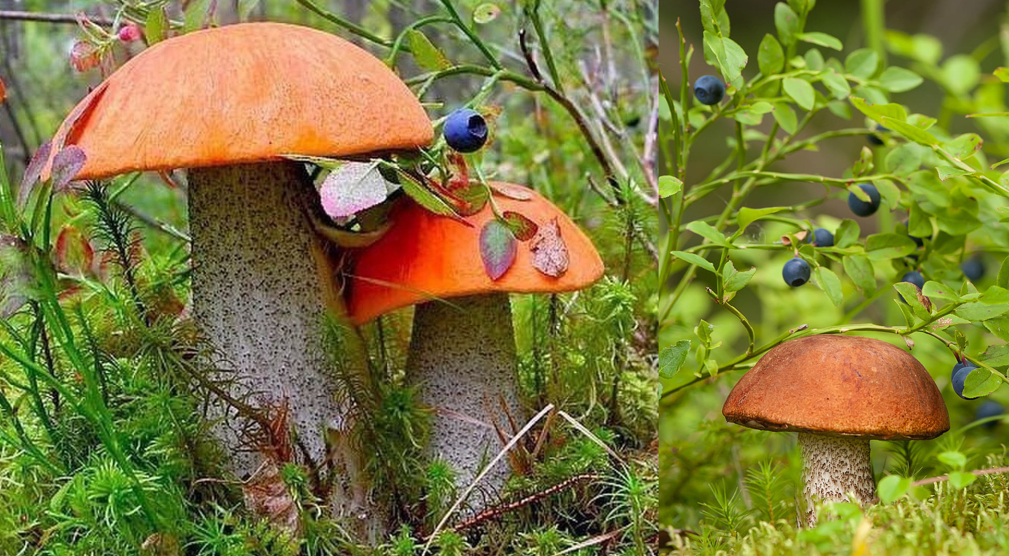 В ЭТОМ ЧЕРНИЧНИКЕ ПОЛНО ГРИБОВ! БЛАГОРОДНЫЕ ГРИБЫ НА КАЖДОМ ШАГУ ОГРОМНЫМИ ПОЛЯНАМИ! ГРИБЫ 2021 смотреть онлайн