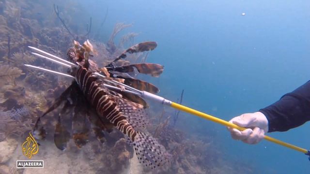 Spread of invasive lionfish threatens Caribbean coral reefs смотреть онлайн
