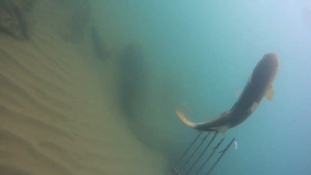 Подводная охота в Чёрном море - Крайние охоты в 2019 смотреть онлайн