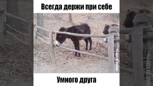 Хорошо，когда возле тебя умный друг... смотреть онлайн