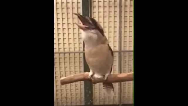 Самая страшная птица смотреть онлайн