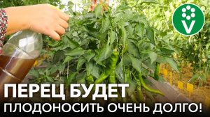 ПРОДЛИТЕ ПЛОДОНОШЕНИЕ ПЕРЦА В АВГУСТЕ ТАКОЙ ПОДКОРМКОЙ + 3 сорта перца, от которых я в восторге