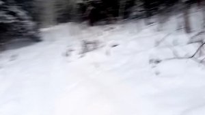 Охота на волка.Охотились на лося, пришел волк.Вабим волка.Что с вторым волком из оклада.Раненый вол